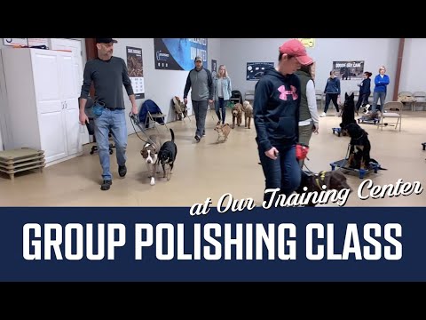 Dog Training in Group Polishing Class at Unleashed Unlimited