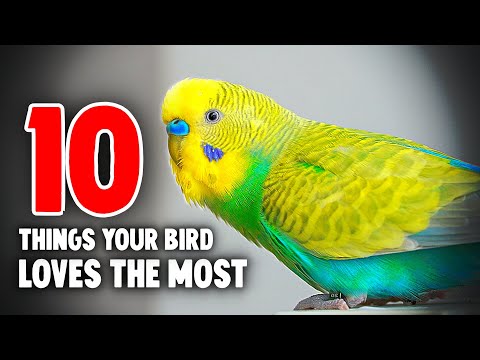 10 Things Your Bird Loves the Most