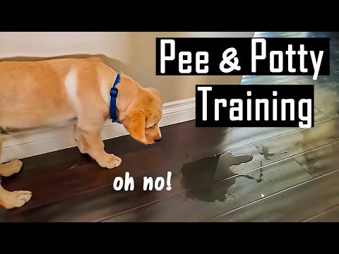 How to Pee and Potty Train your Puppy at Home | How I Did it (You will Thank Me for This)