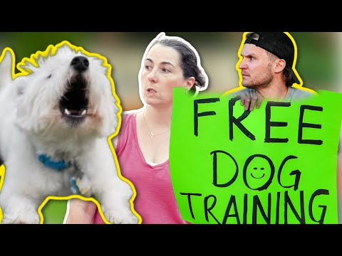 FREE DOG TRAINING FOR STRANGER STRUGGLING!