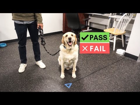 Had to take an EXAM!!! Therapy dog test