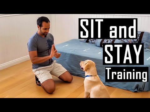 How to Train your Dog or Puppy to Sit and Stay | How I Trained Buddy (Easy Dog Training at Home)