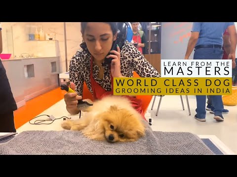 How to Cut a Dog's Hair? 🐶 Professional GROOMING Tutorial | Learn From Masters New Delhi | Scoobers
