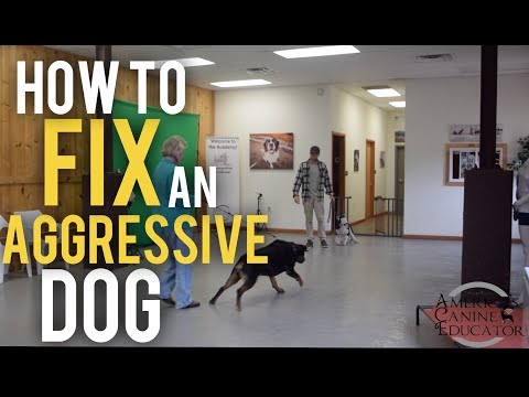 Fearful Dog Aggression Training and Rehabilitation with America's Canine Educator
