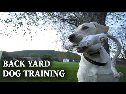 Training a Hunting Dog | Backyard Dog Training