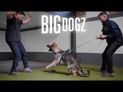 Training £150k Protection Puppies | BIG DOGZ