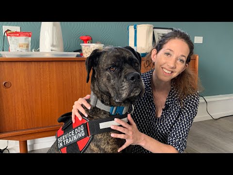 How I trained my pet dog to be my service dog