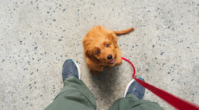 Crate training adult dogs