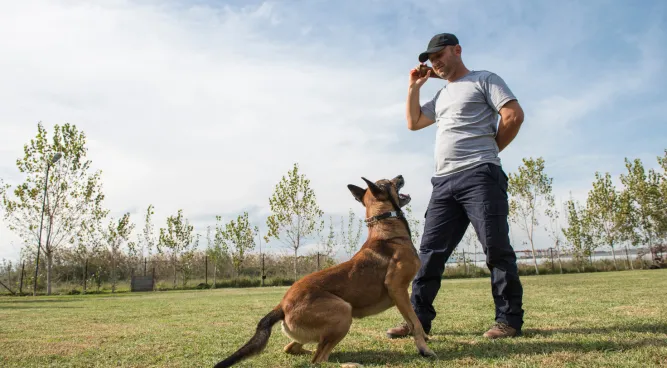  protection dog training near me