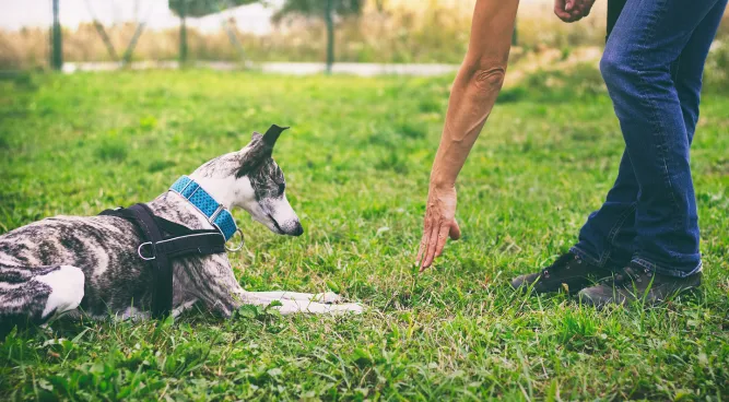 Dog Training Prices: Unleashing the Cost of Training Your Furry Friend