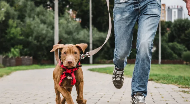 dog training collars near me