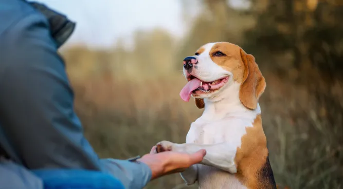 crate training adult dog