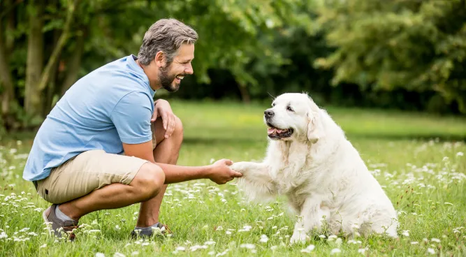 Low Cost Dog Training Near Me – Top 10 Trainers