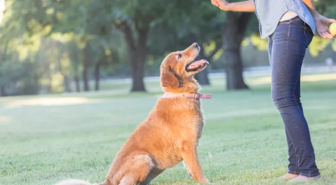 crate training adult dog