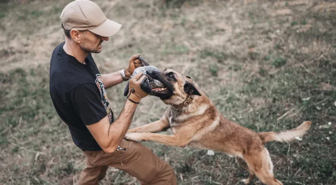 protection dog training near me