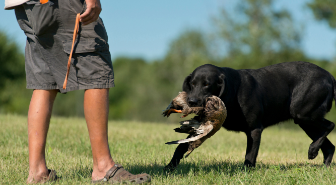 Hunting Dog Training Near Me: Unleashing Your Canine Companion’s Natural Instincts