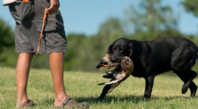 hunting dog training near me