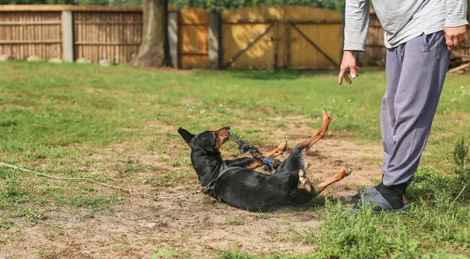 dog aggression training near me