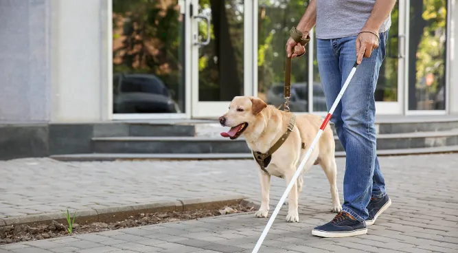 service dog training near me