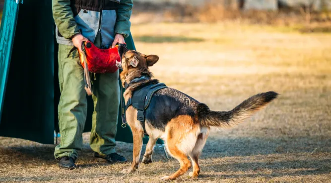 aggressive dog training near me