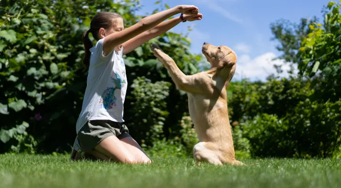 Affordable Dog Training near me: Unlocking the Secrets