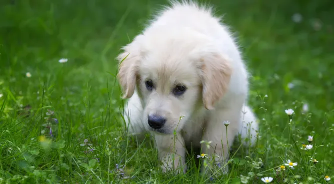 potty training dog