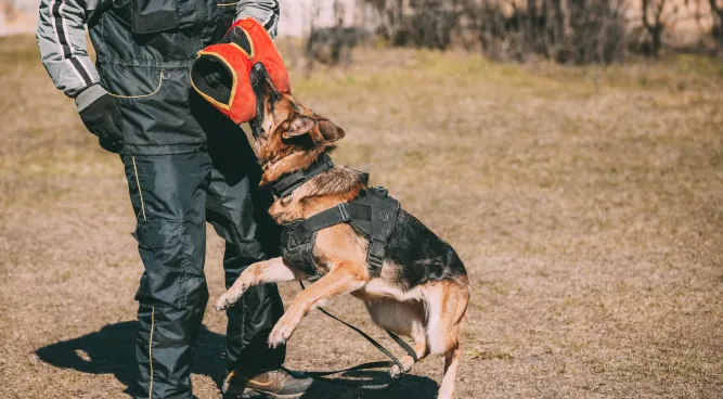 guard dog training near me