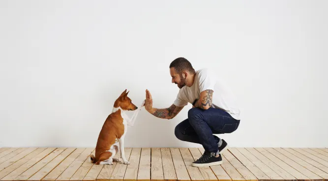 In Home Dog Training Near Me: The Key to a Well-Behaved Pooch