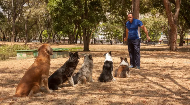 group dog training near me