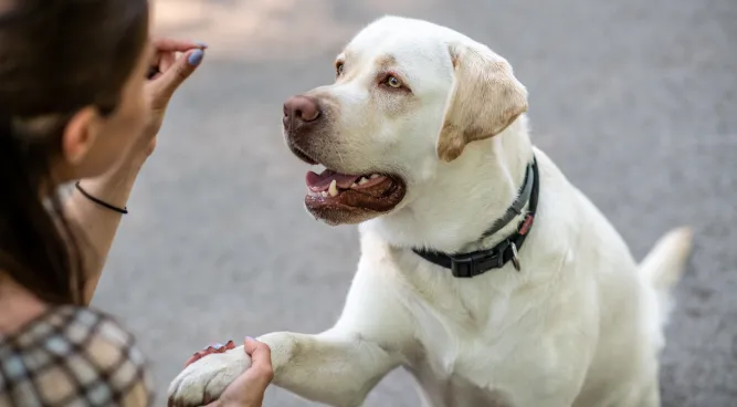 private dog training near me