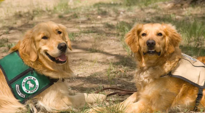 therapy dog training near me