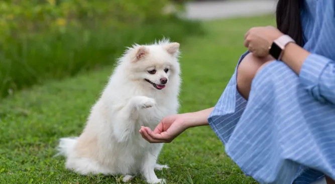 therapy dog training near me