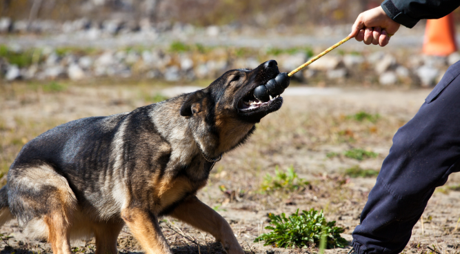 police dog training near me