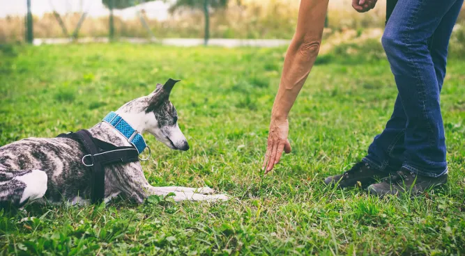 therapy dog training near me