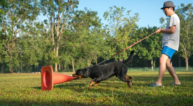 aggressive dog training near me