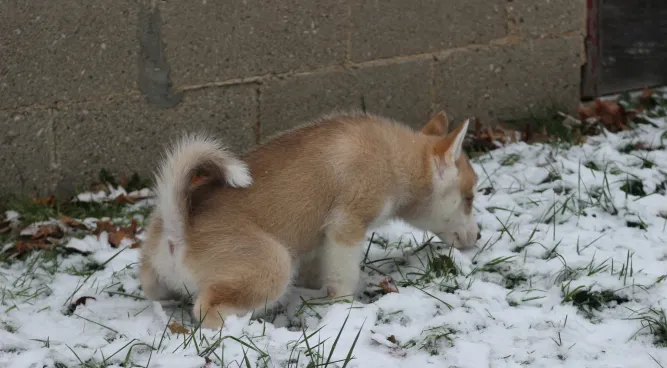 dog potty training near me