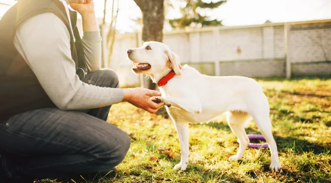 service dog training near me