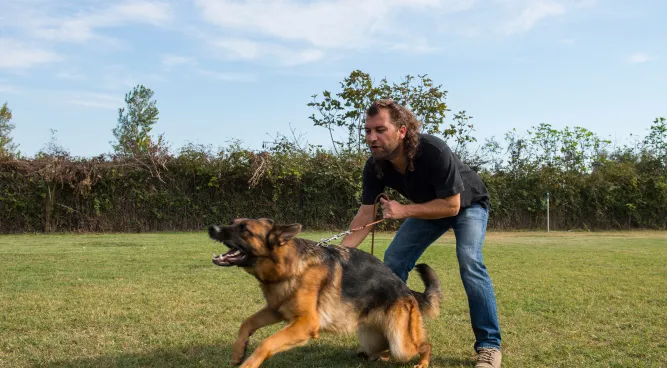 dog aggression training near me