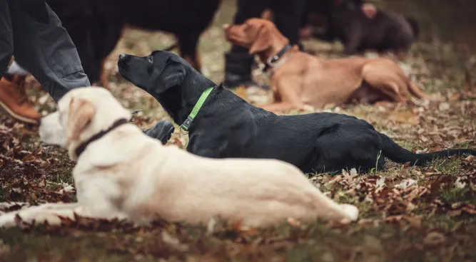 Group Dog Training Near Me: Building a Stronger Bond with Your Canine Companion