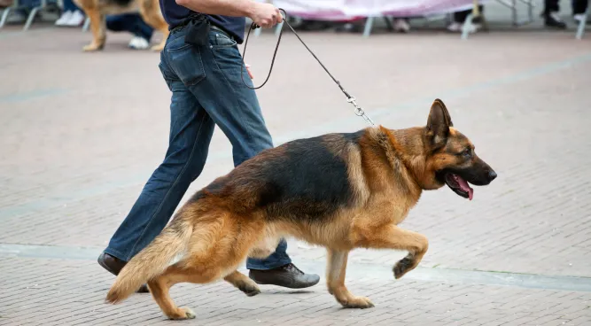 Dog Training Camp Near Me: Unlocking Your Pup’s Full Potential