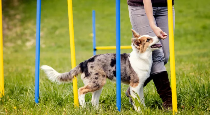 Private Dog Training Near me: Unlocking Your Dog’s Full Potential
