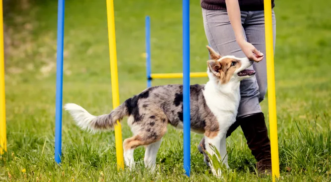 private dog training near me