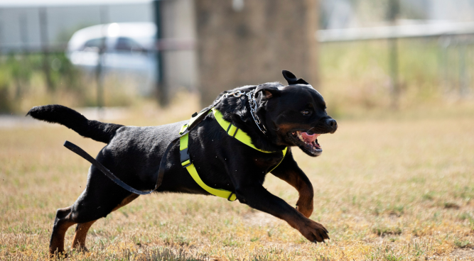 Police Dog Training near me: Unleashing The Power Of Canine Heroes