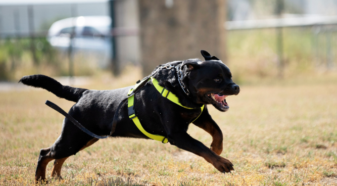 police dog training near me