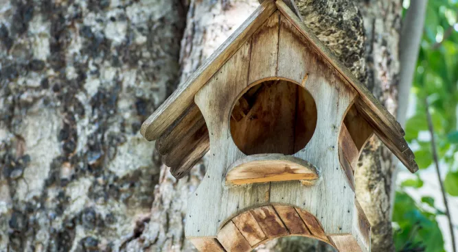 How to Keep Birds Out of Cat Food