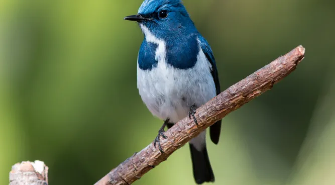 Birds Who Find Their Food by Sight: A Fascinating Feeding Strategy