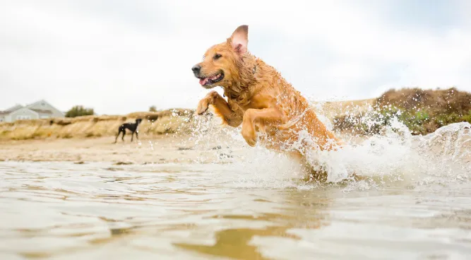 Beckman Dog Training