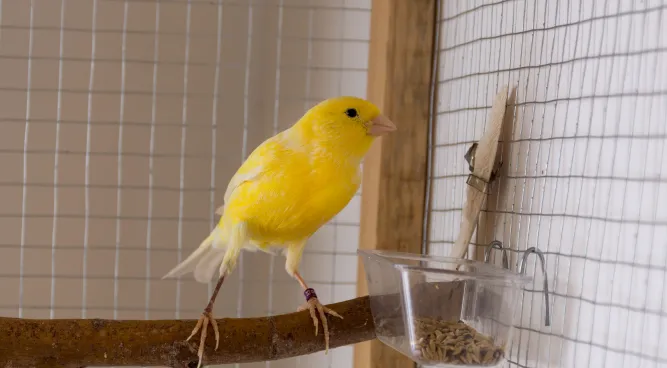 How to Keep Birds Away from Your Dog's Food