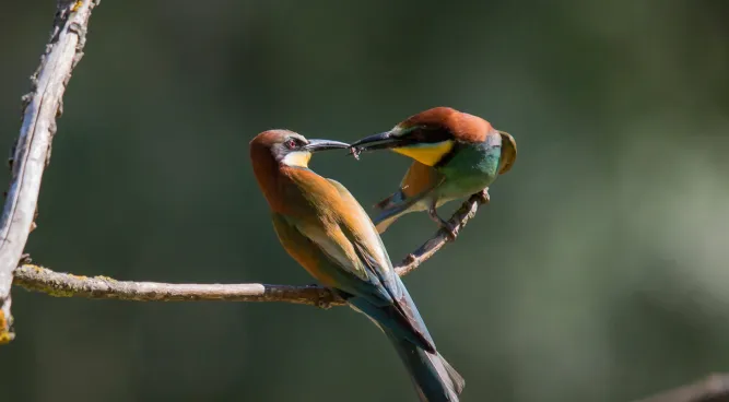 How Do Birds Find Food: Unraveling The Fascinating Techniques?