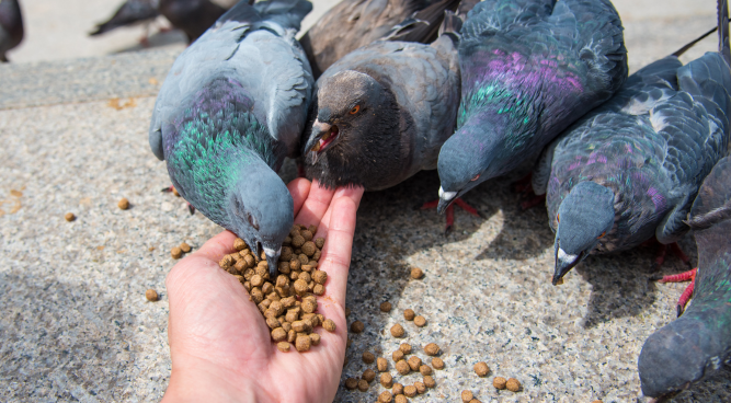 What Human Food Can Birds Eat